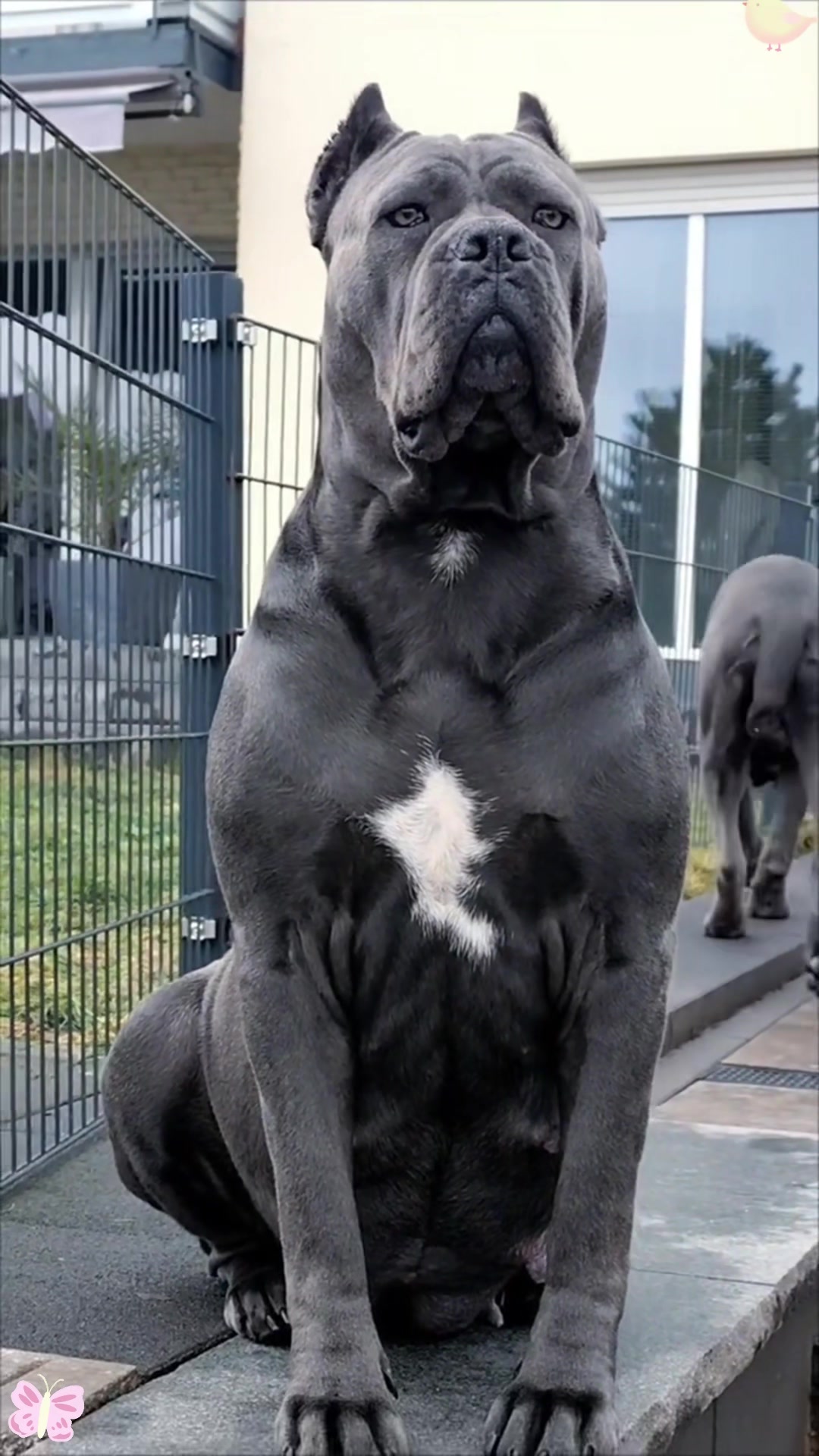 你见过卡斯罗犬吗