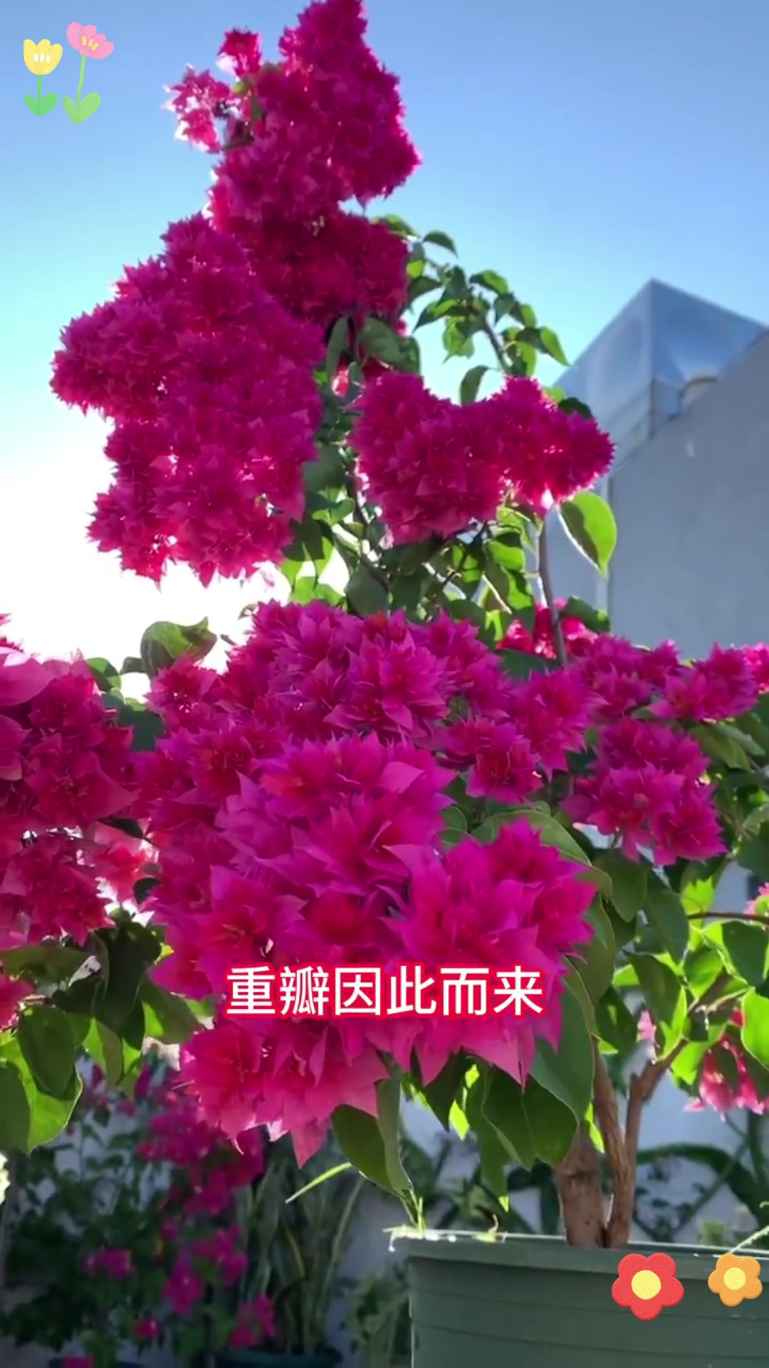 重瓣红三角梅:绣球花般的美丽