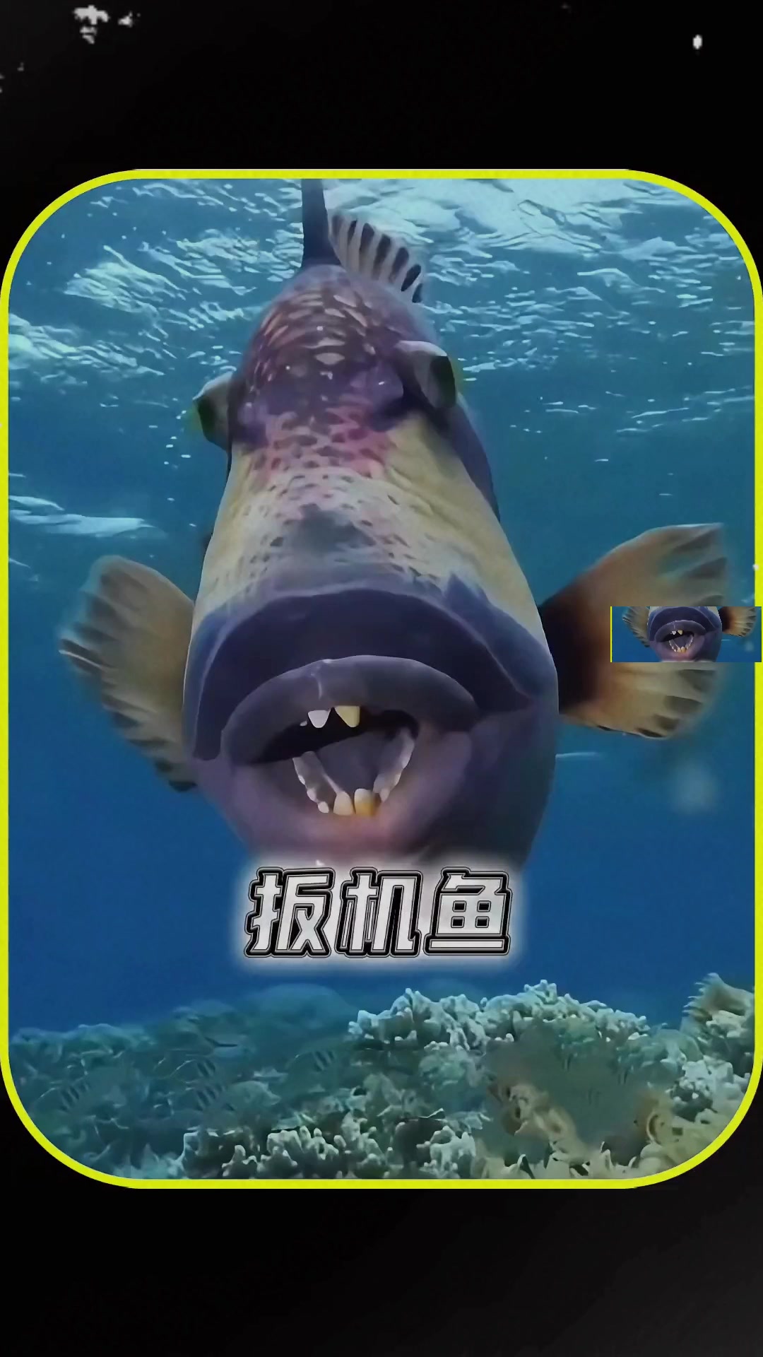 长着人类般牙齿的小鱼,扳机鱼的奇特之处 长着人类般牙齿的小鱼