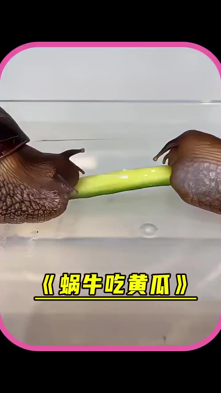 镜头记录蜗牛吃黄瓜过程