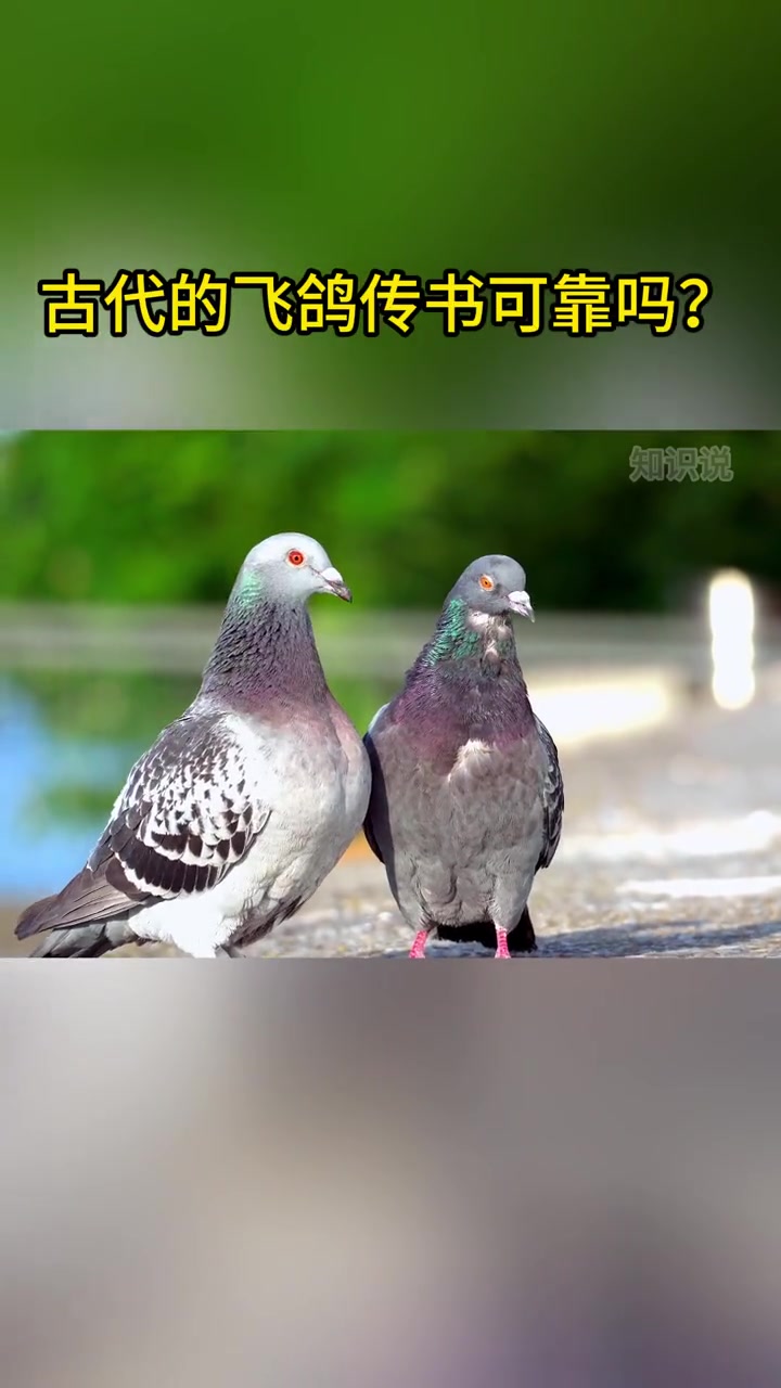 鸟类鸽子被用于传递消息的历史可以追溯到古代也就是飞鸽传书.