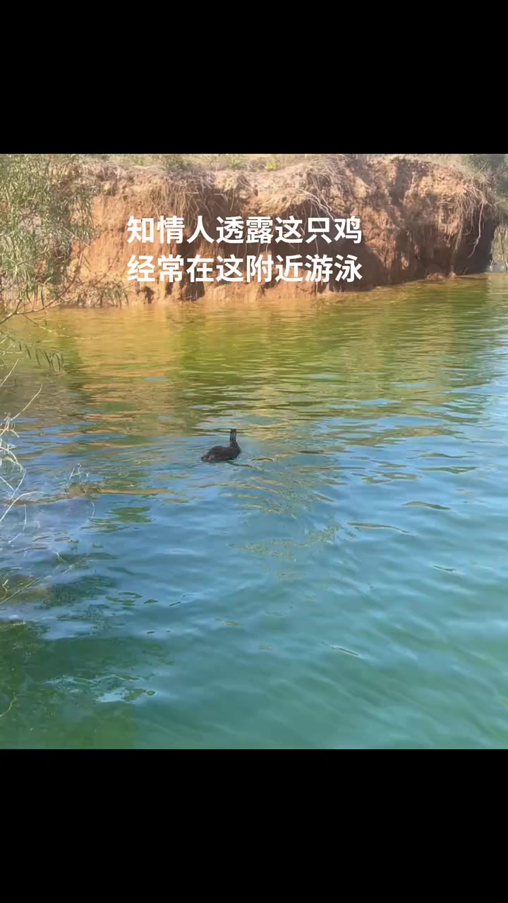 一口气游了几十米远!你们见过鸡游泳吗?