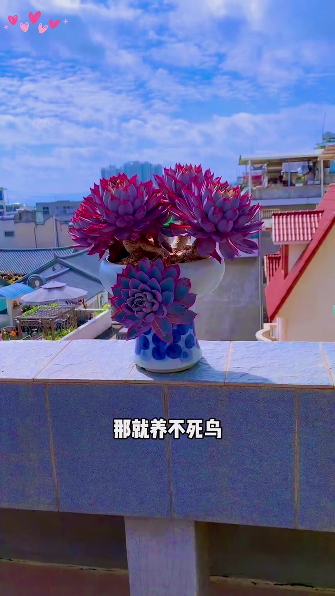 新手必养的十款多肉植物,超好养活