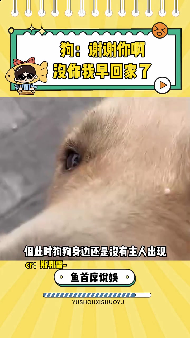 狗:谢谢你啊,没你我早回家了 金毛 狗狗 娱你安利