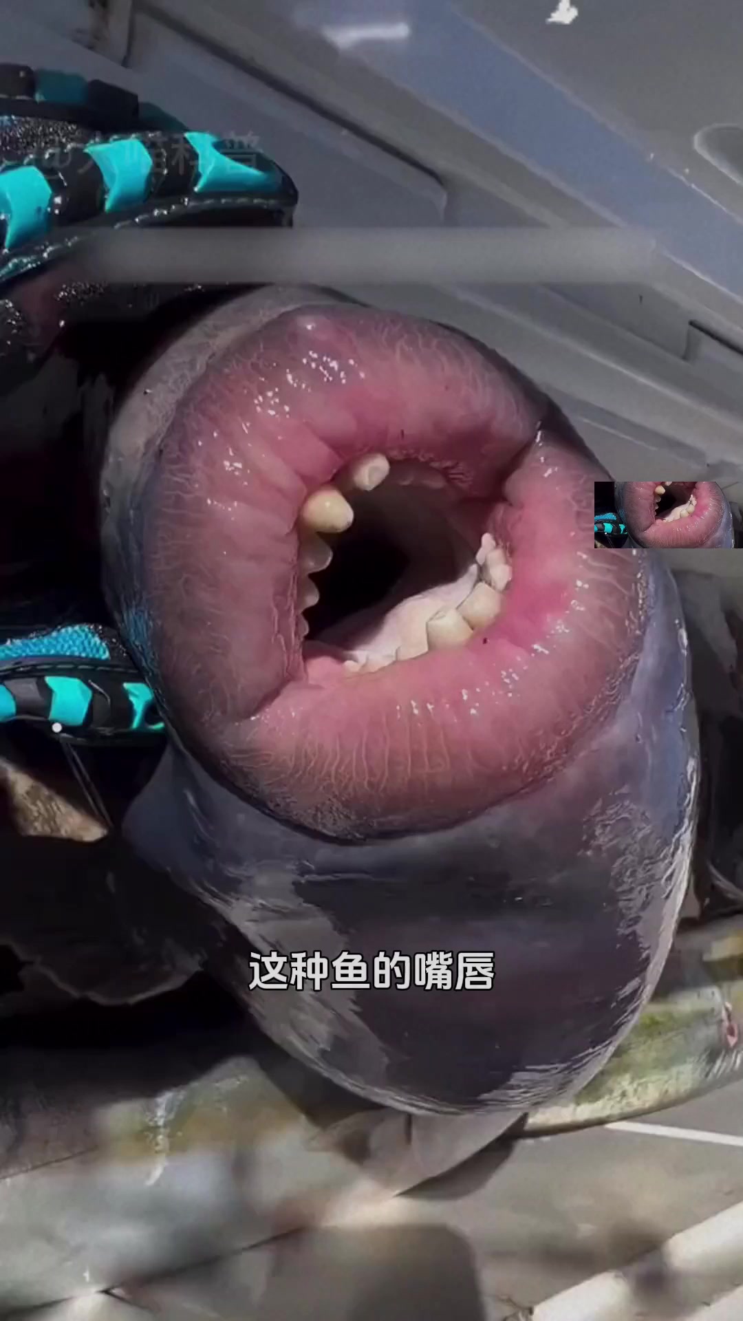 这种鱼的嘴唇很"性感"