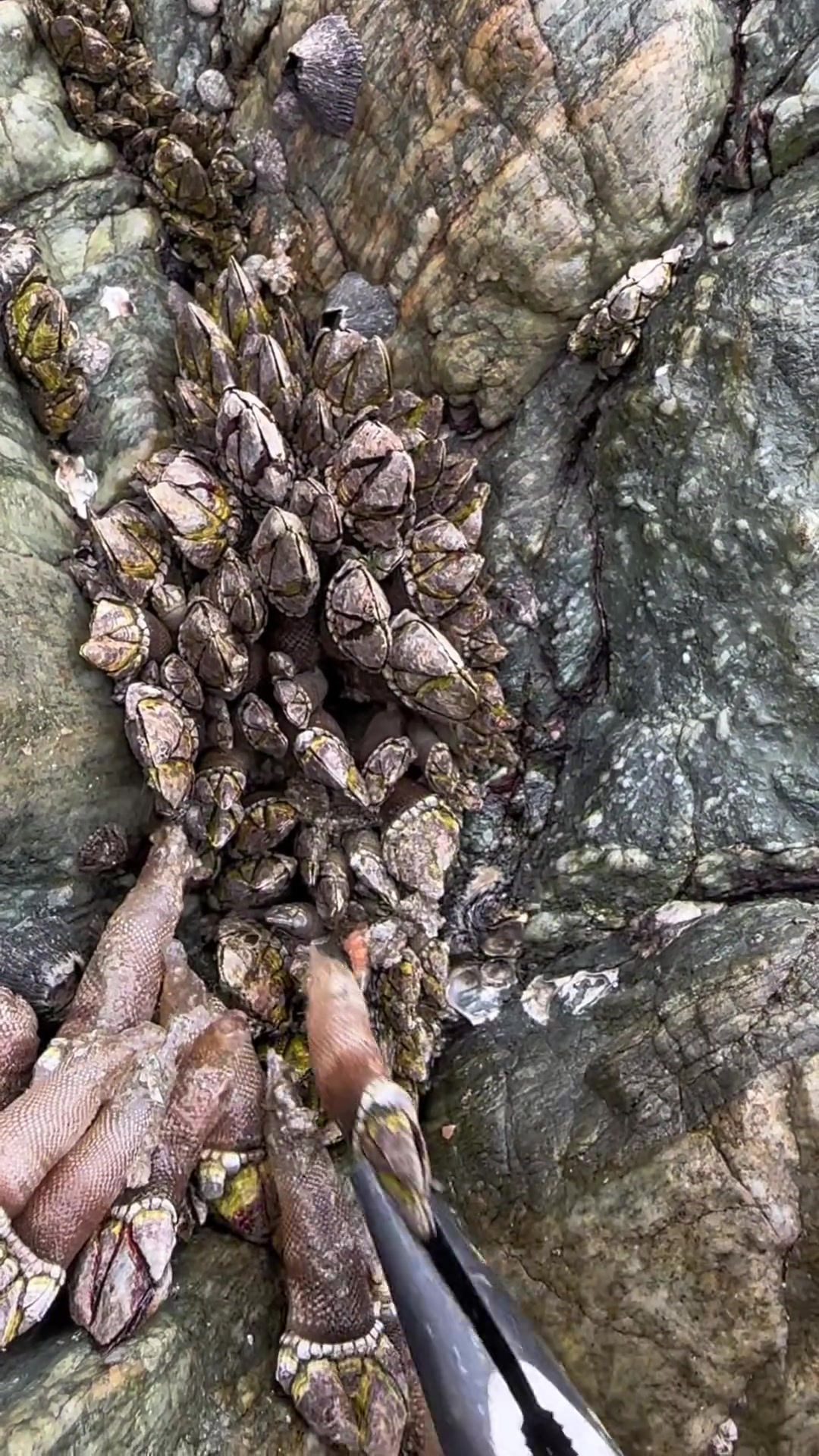 赶海这么多佛手螺,慢慢拔,喜欢赶海的关注我