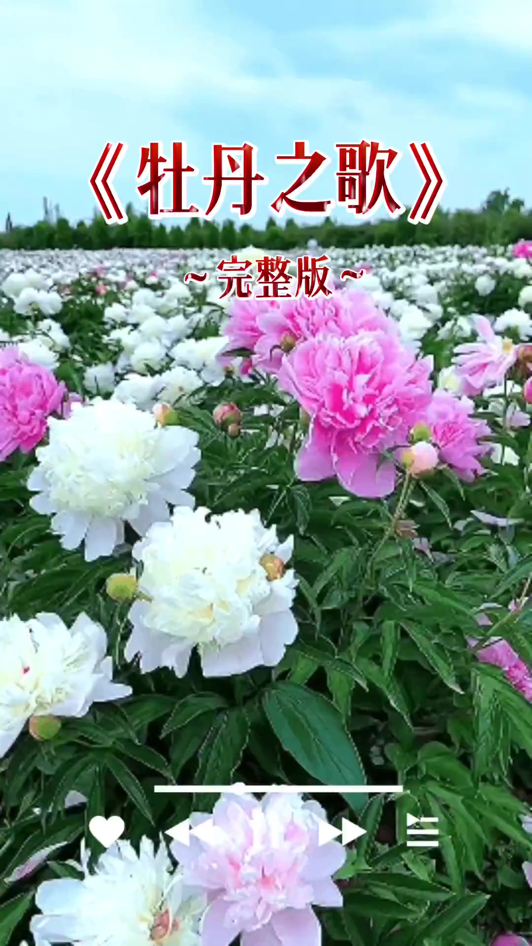 《牡丹之歌》经典老歌