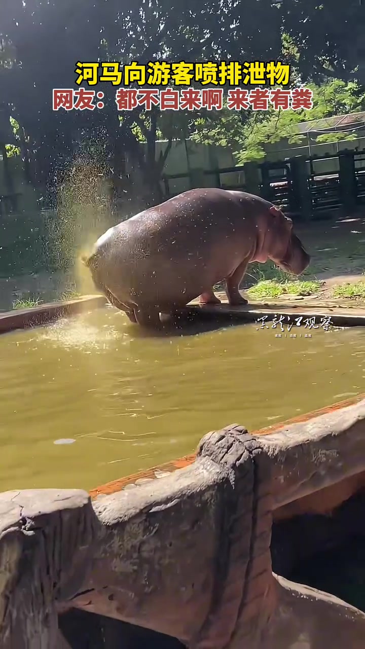 河马向游客喷排泄物 网友:都不白来啊 来者有粪