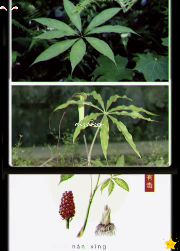 中草药探秘南星的祛风止痉功效