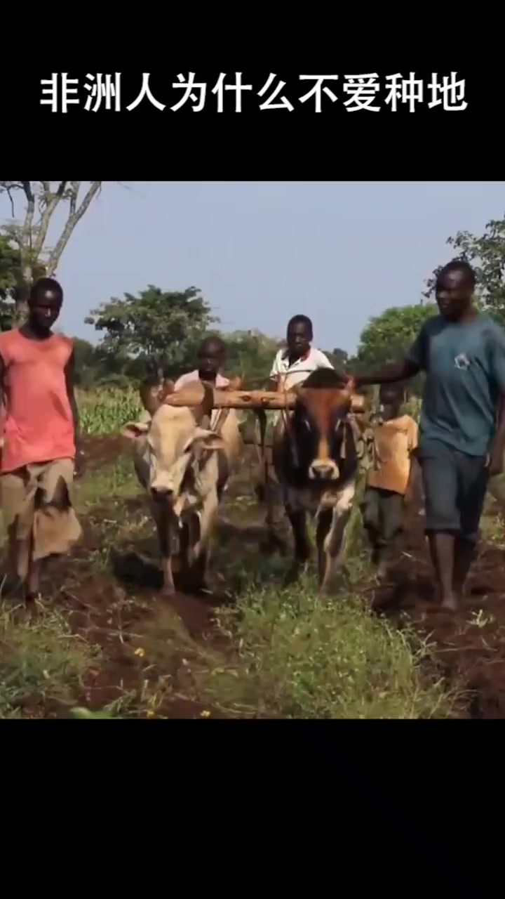 非洲人为什么不爱种地?