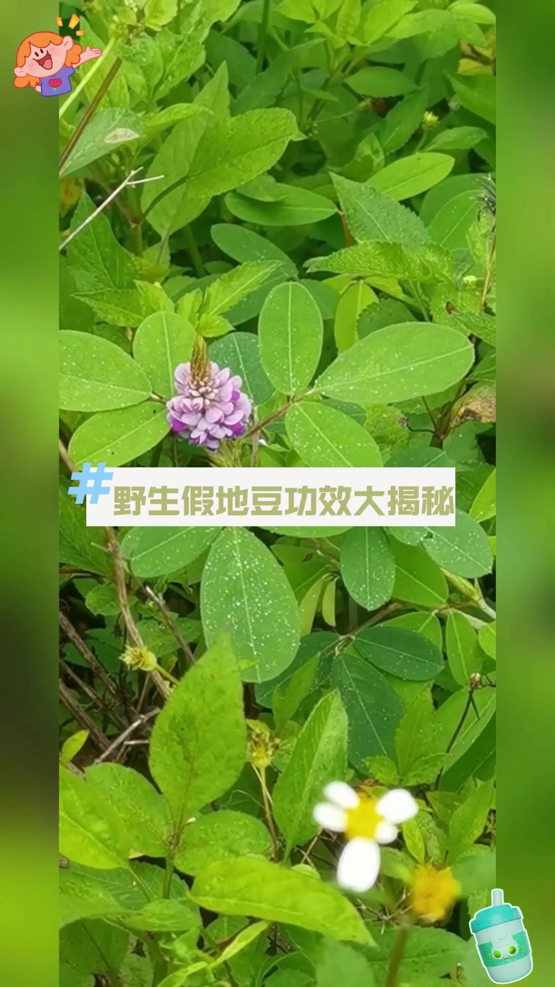 治癌良药竟是它?野生假地豆功效大揭秘!
