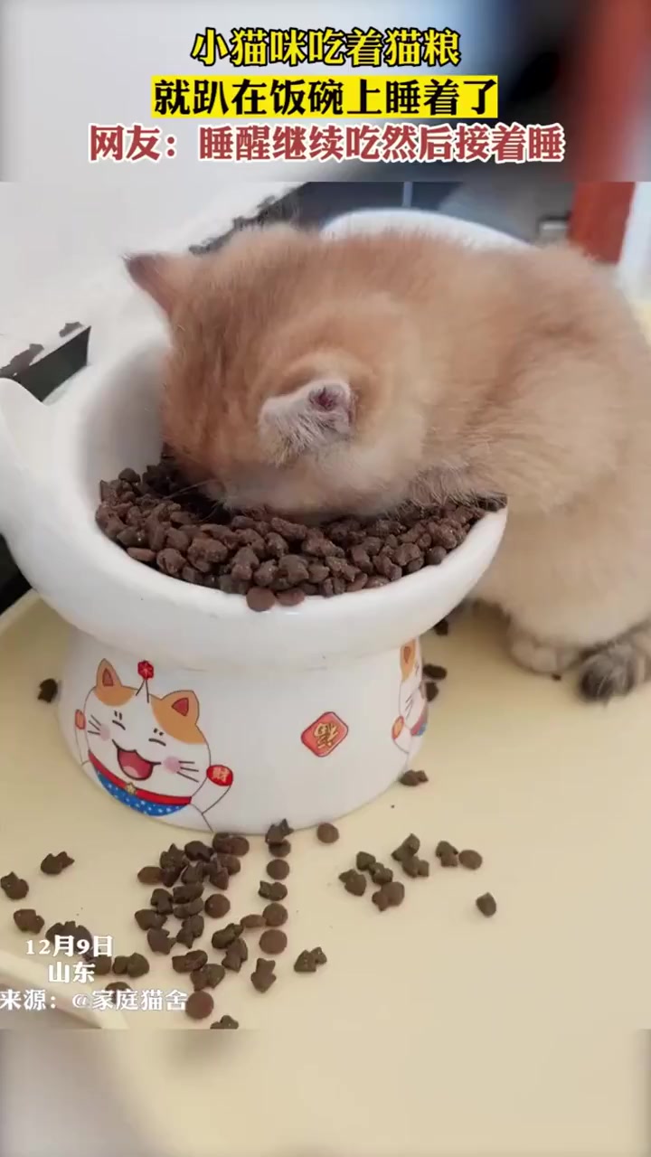 小猫咪吃着猫粮,就趴在饭碗上睡着了,网友:睡醒继续吃吃完继续睡