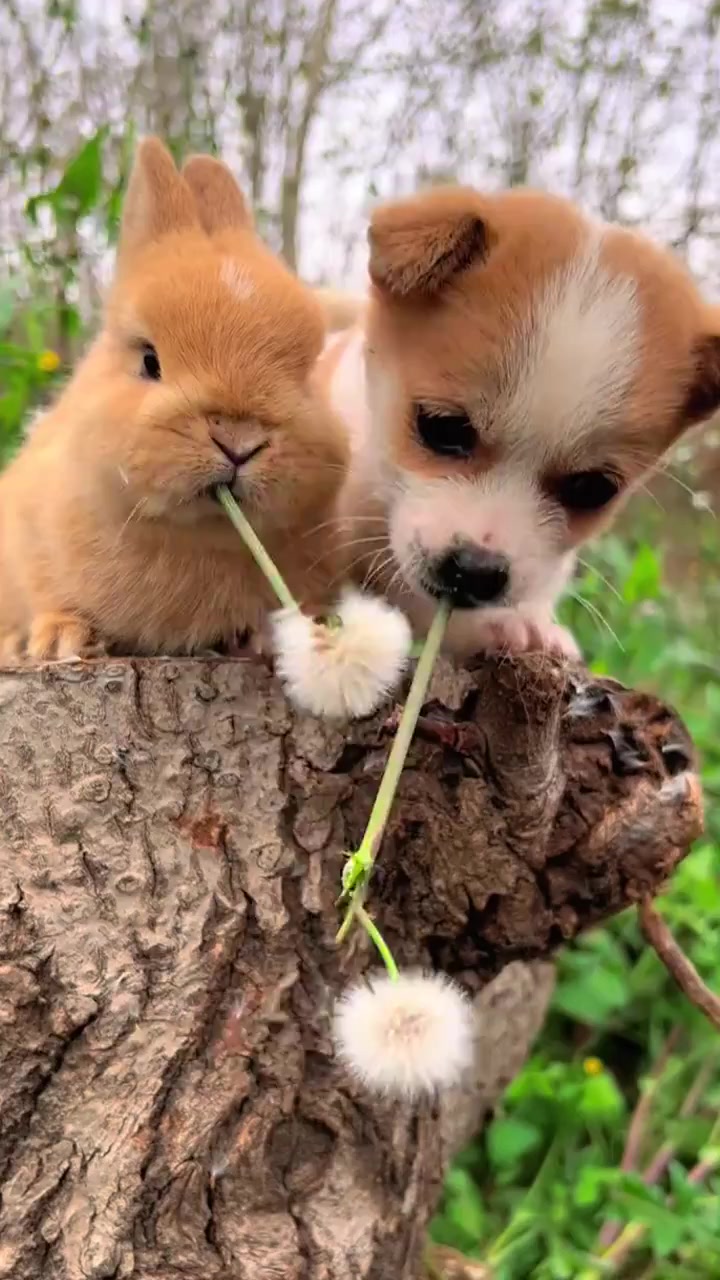 狗狗跟小兔子学吃蒲公英