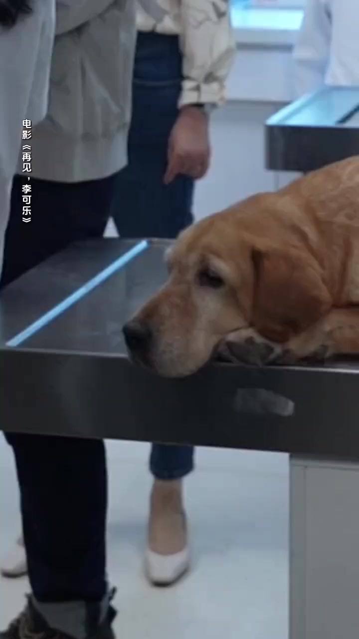 "神犬"小七反常不理人,真相泪目了.电影再见李可乐