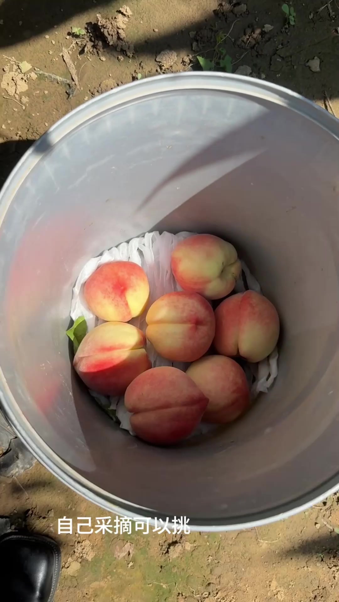 平谷大桃采摘攻略