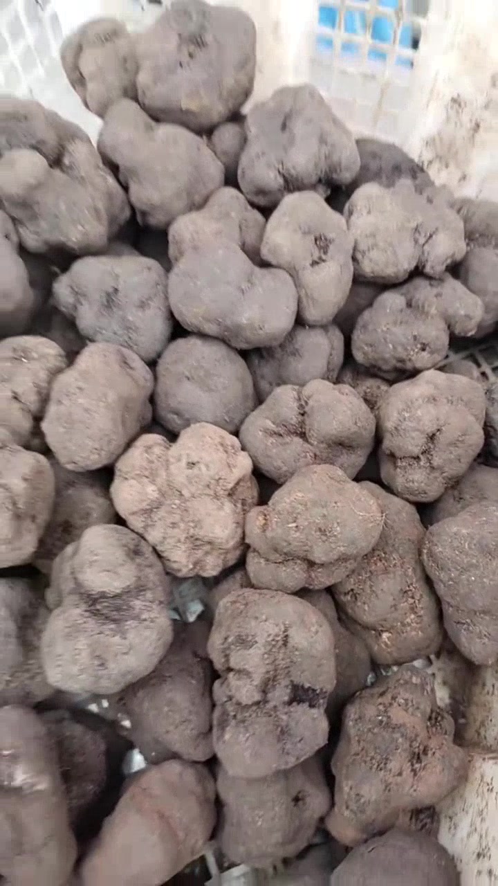 丽江黑松露高原珍馐限时尝