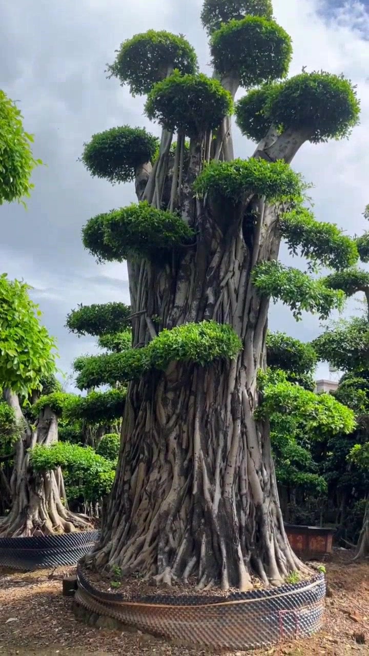 百年小叶榕桩头2 米实杆 6 米高堪称绝品!
