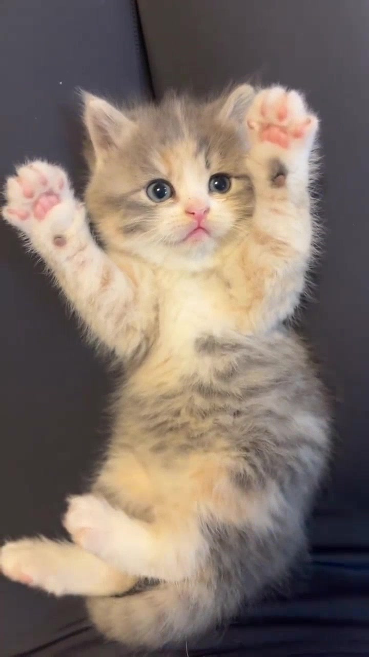 可爱小奶喵谁能不心动?