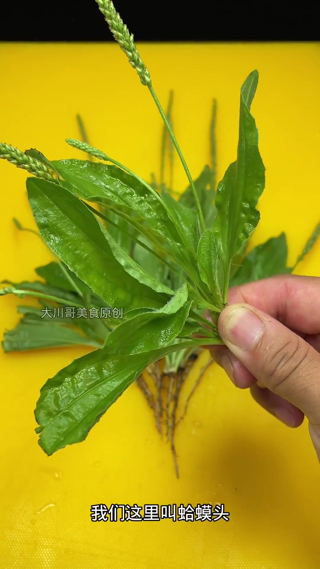 车前草姜丝茶 健康养生