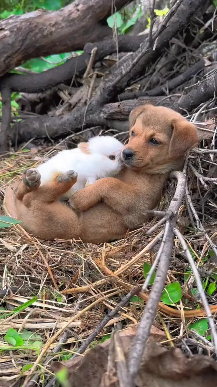 狗狗抱着小兔子也太可爱了