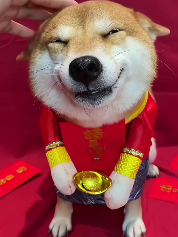 狗狗也要打扮得漂漂亮亮过新年