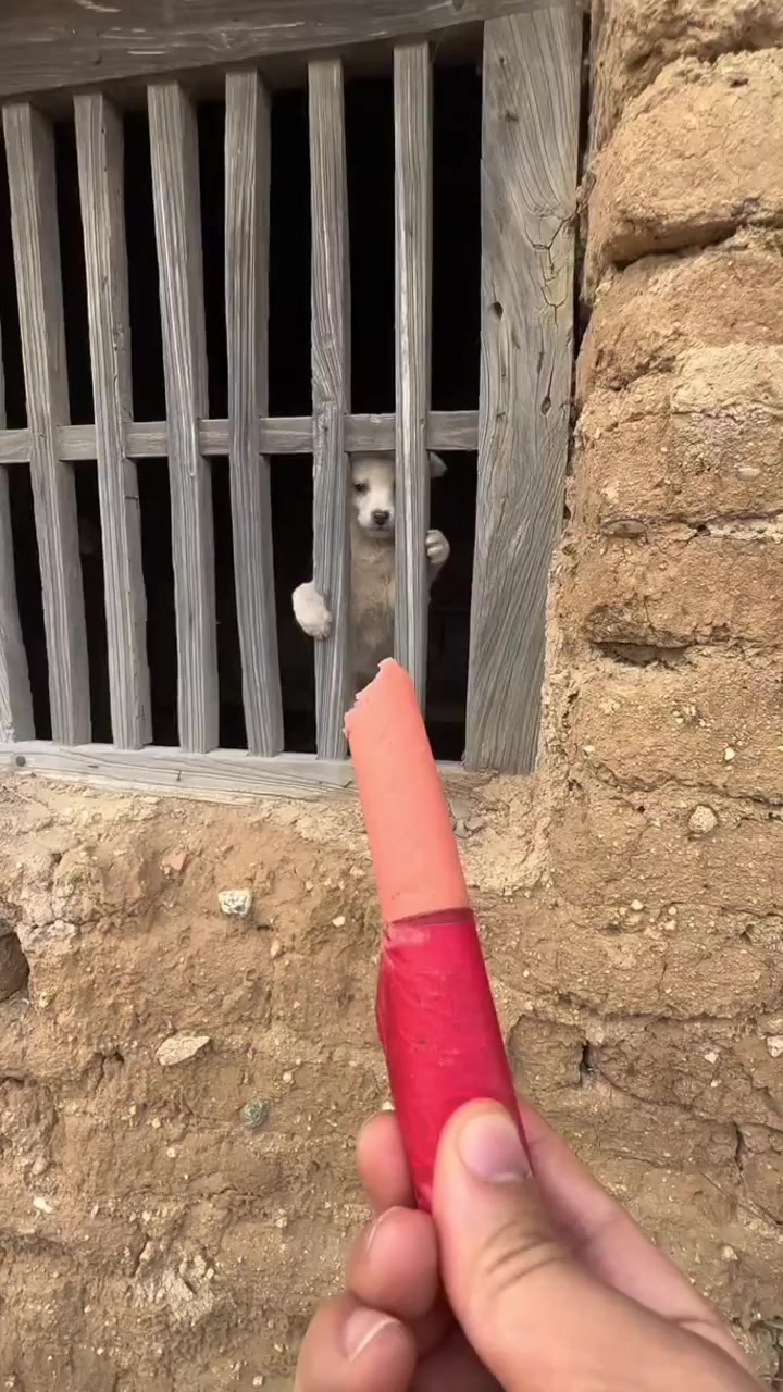 一只等待投食的狗狗