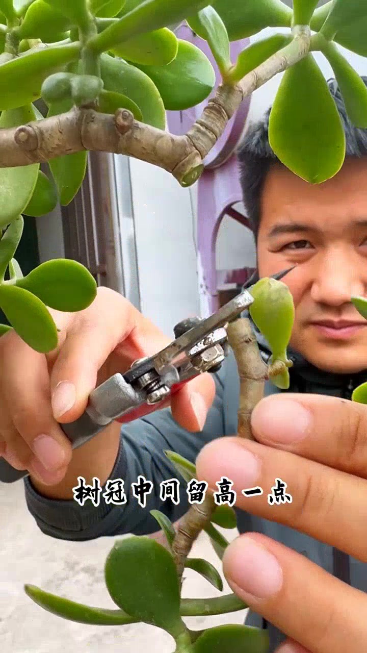 玉树老桩这样修剪,株型更美观!