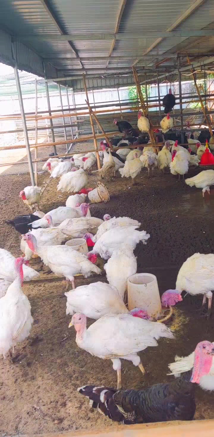 火鸡最大能,长到多少公斤?