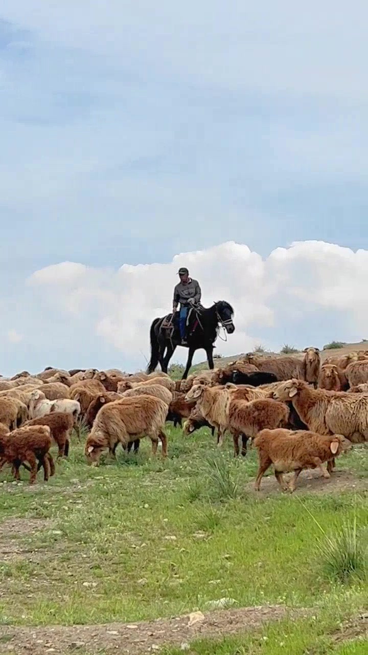 牧羊人,在恰普其海的奇遇