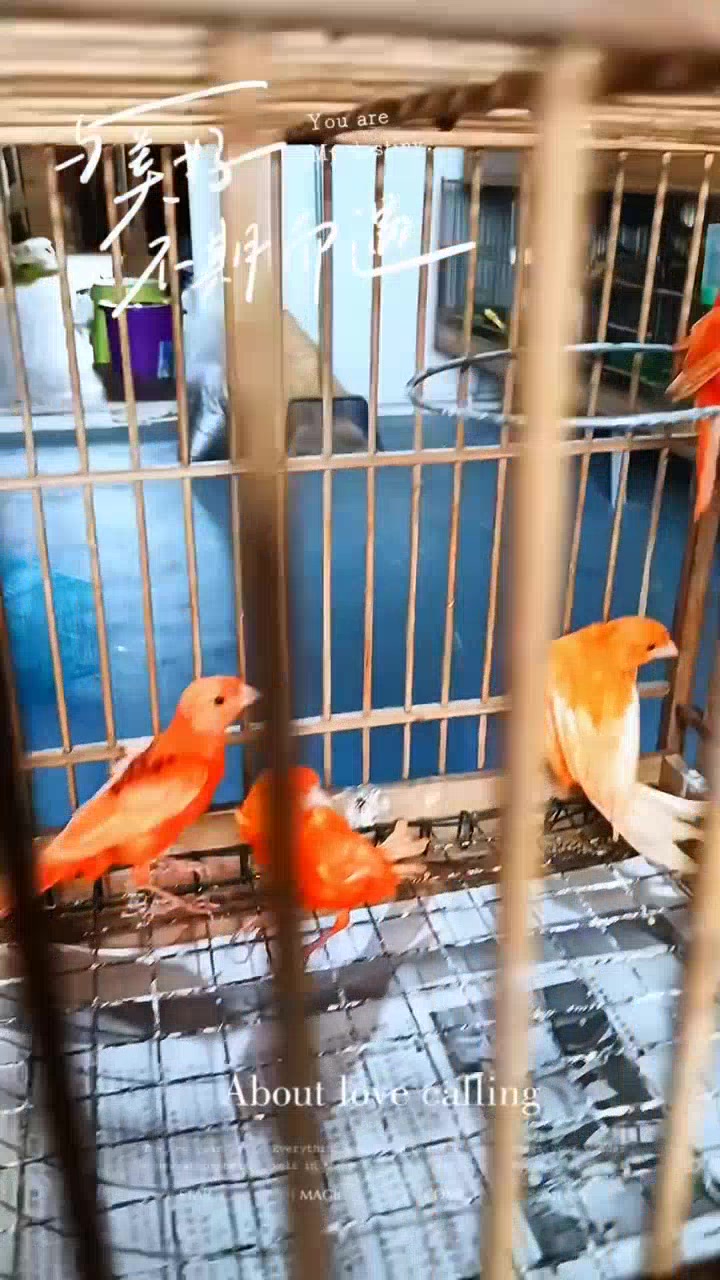 上海辣椒红芙蓉鸟,谁能拒绝这么可爱的崽呢?