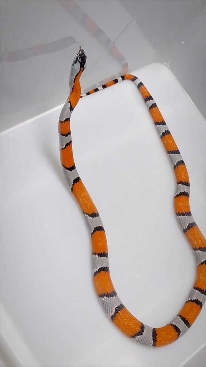 灰带王蛇爱吃什么?