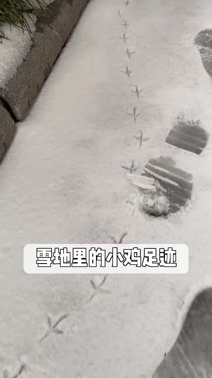 雪地里的小鸡足迹