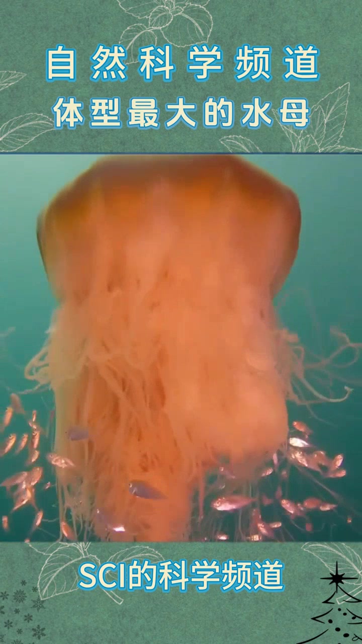 体型最大的水母,你见过吗?