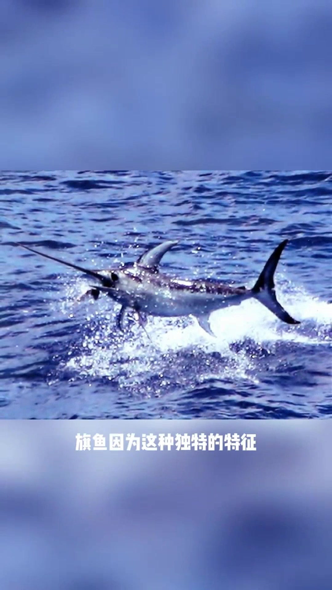 巨齿鲨海洋速度之王