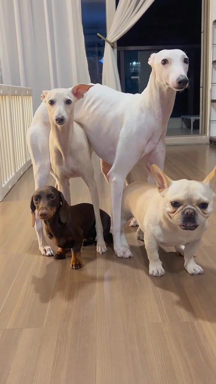 收纳好帮手狗狗家居必备