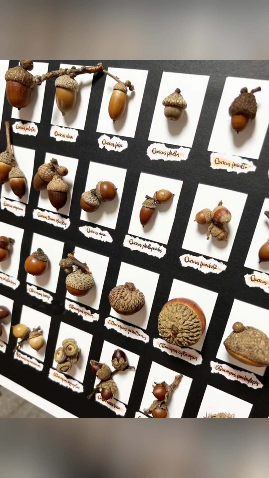 橡果标本框制作 30种不同橡果