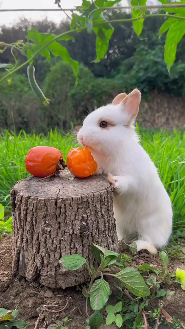 小兔子吃柿子