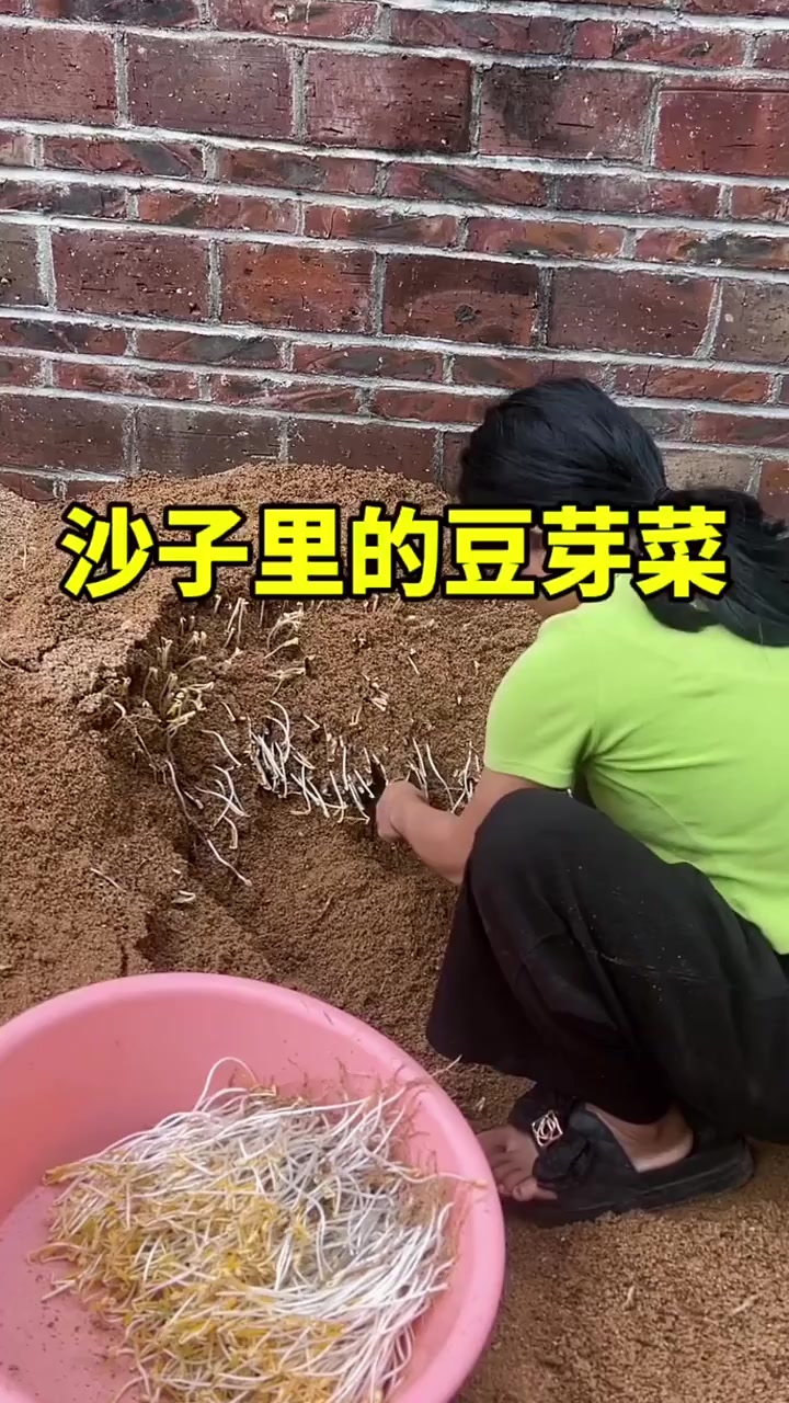 这样发的豆芽菜,不仅好吃还健康