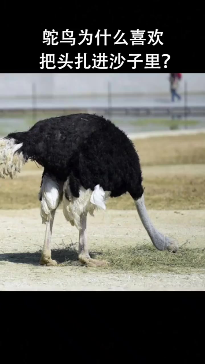 鸵鸟为什么喜欢把头埋进沙子里?