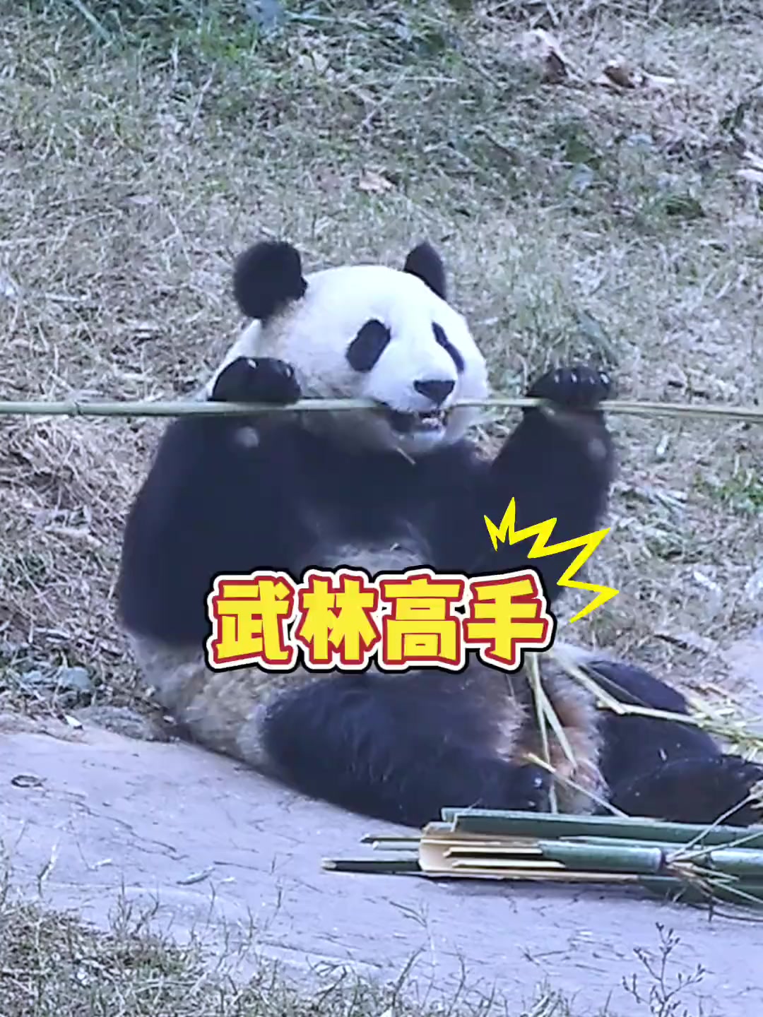 没有一点功夫,怎么敢称功夫熊猫