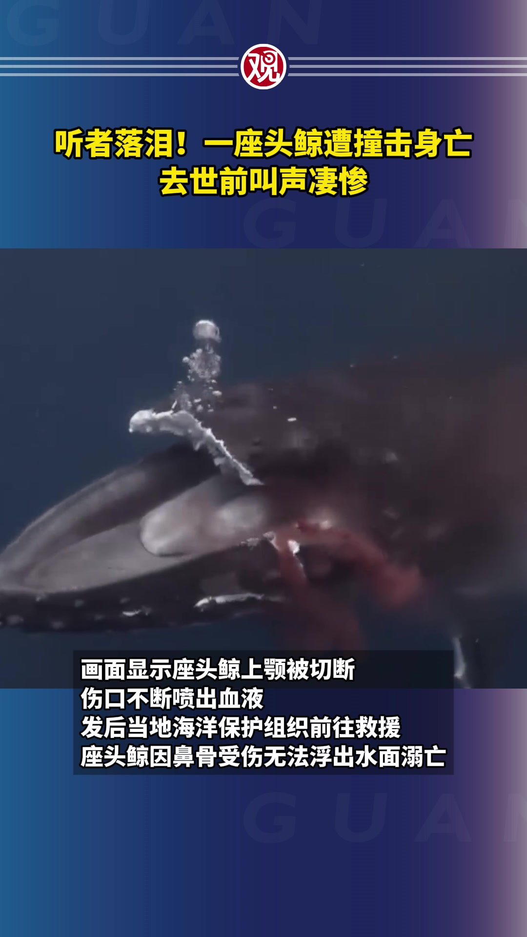 听者落泪!一座头鲸遭撞击身亡,去世前叫声凄惨