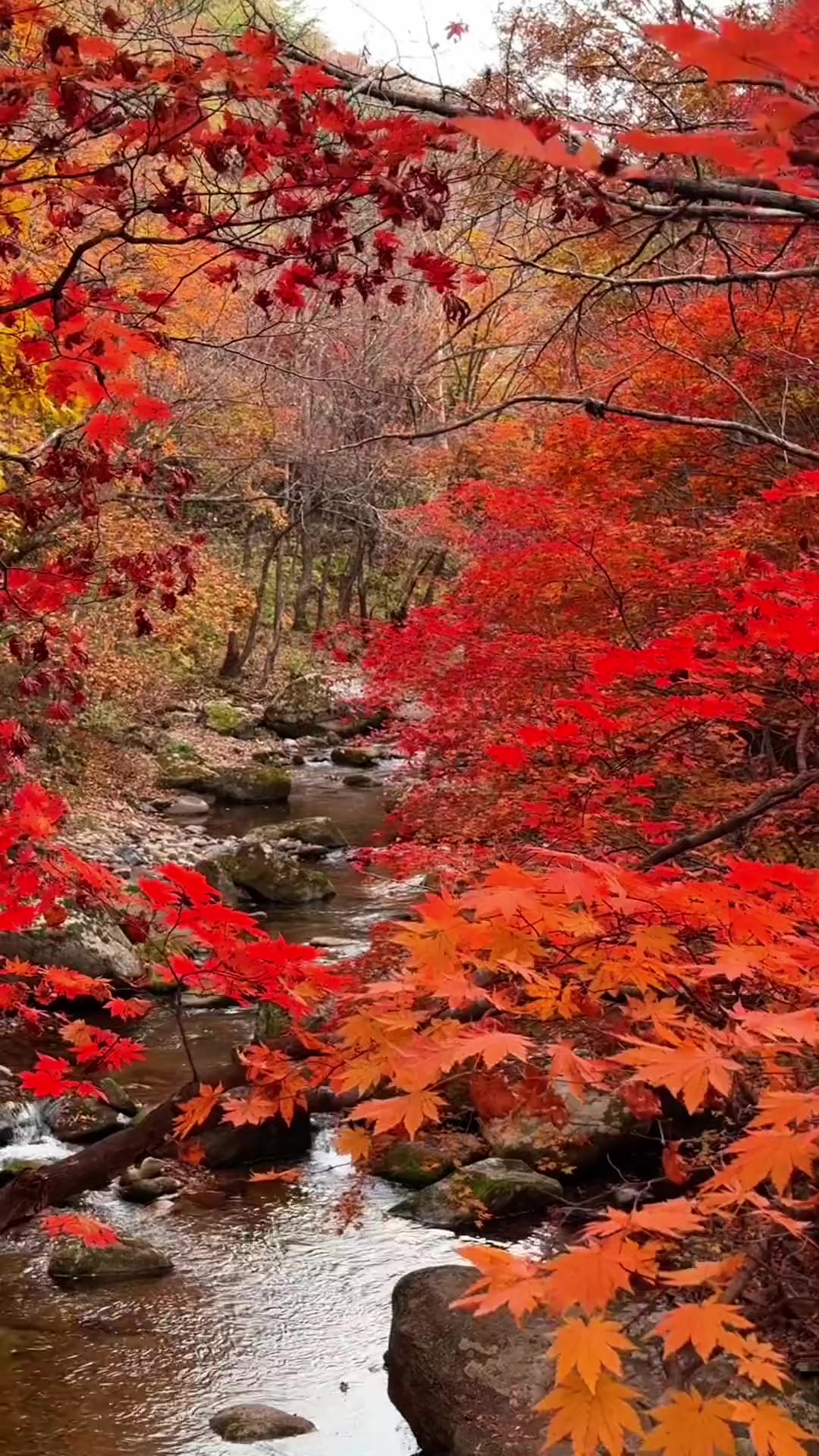 又是一年枫叶红,又是一年秋意浓