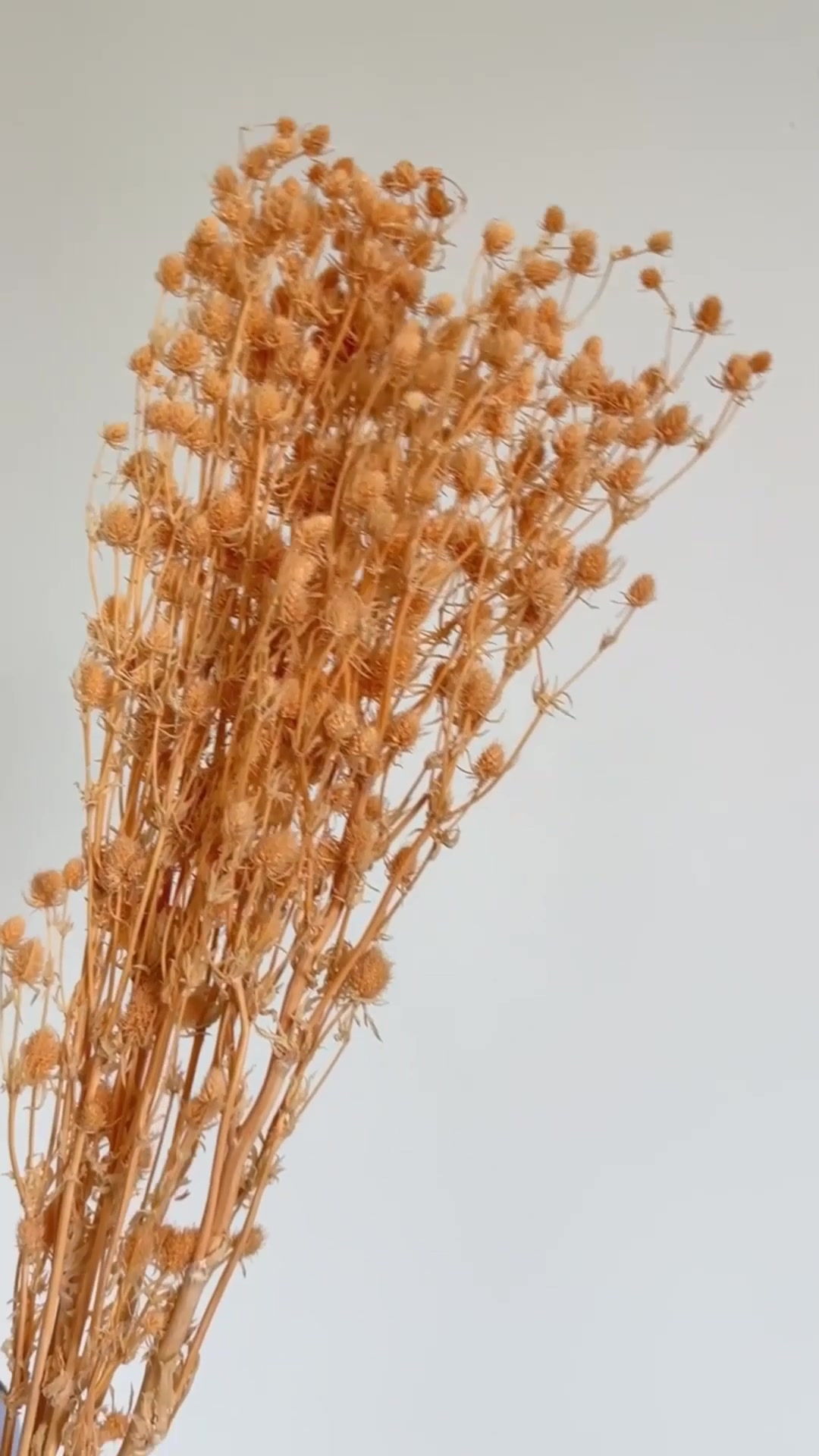 马来西亚永生花叶材情人果