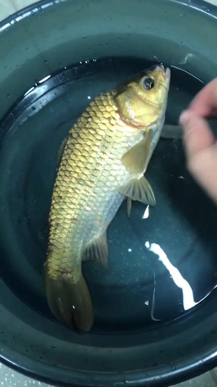 1. 1 斤半长江鲫鱼,你见过吗