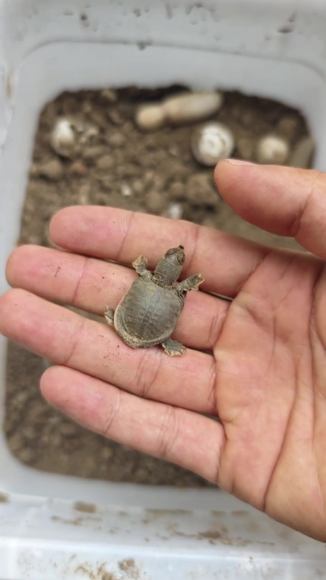 小甲鱼需两个月出壳