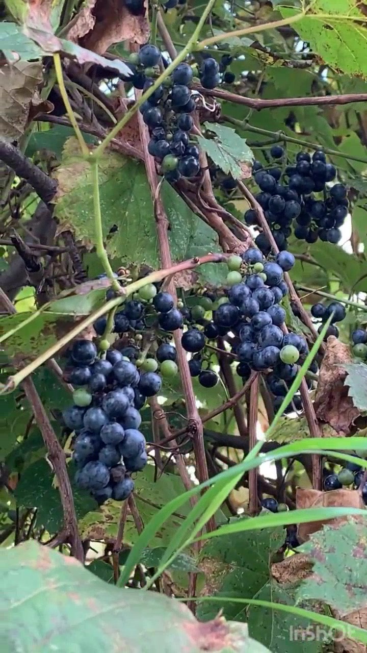 野葡萄熟透,甜蜜滋味等你来尝!
