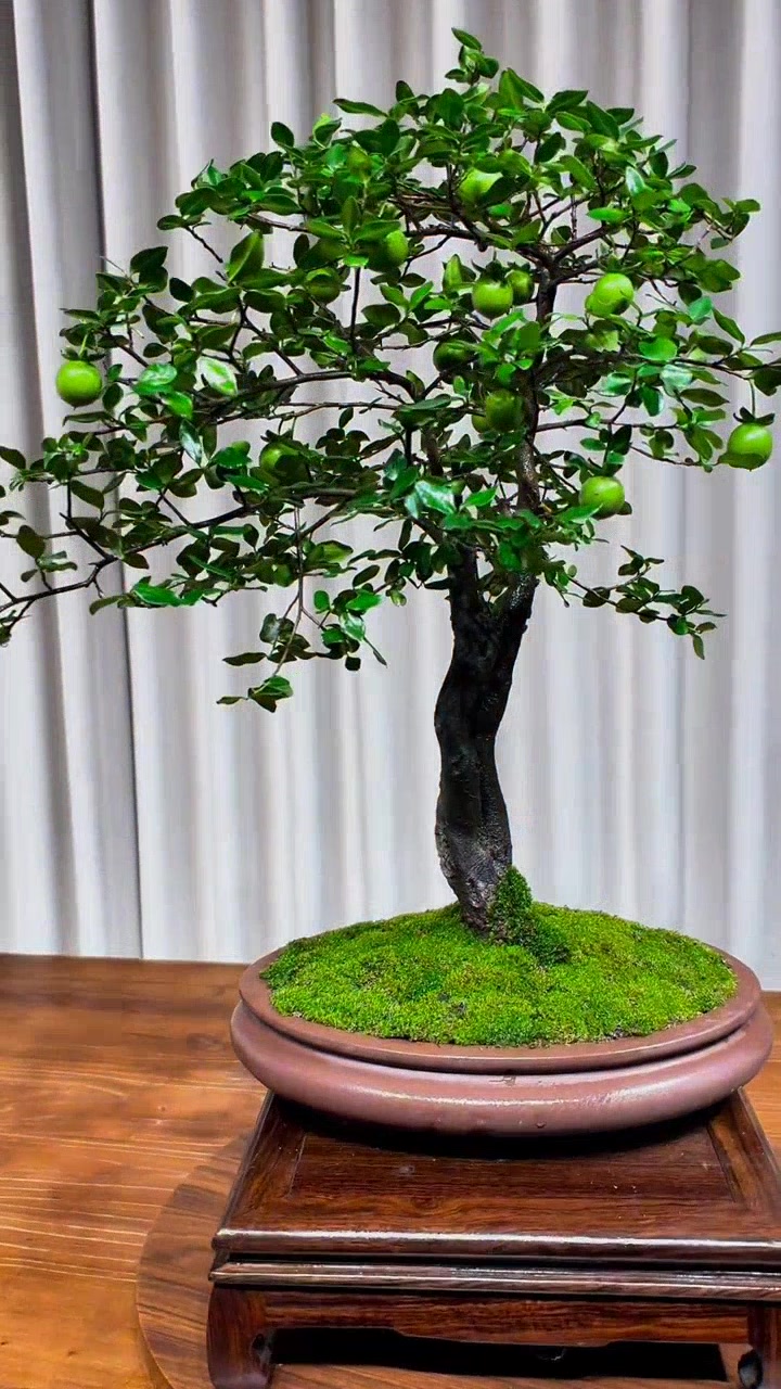 金弹子双杆树型桩,独具韵味!