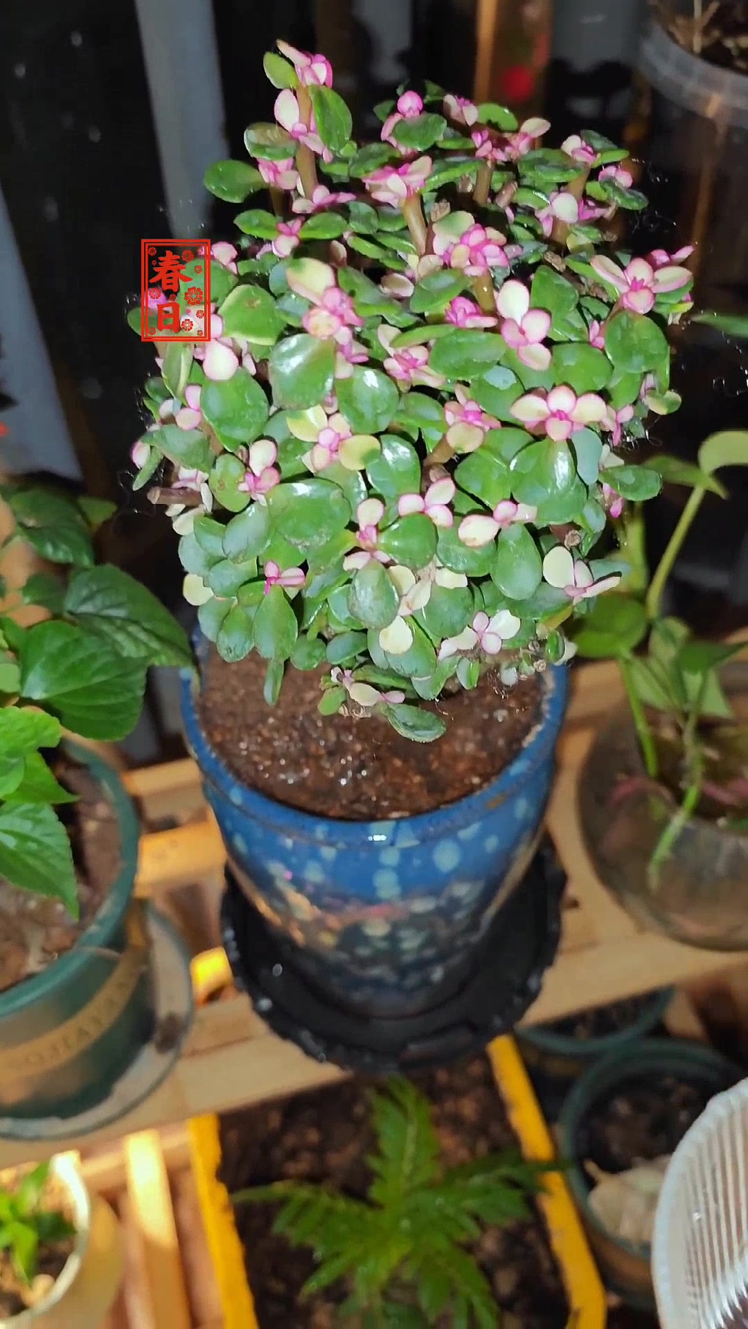 金枝玉叶太美啦,先喝一杯庆祝