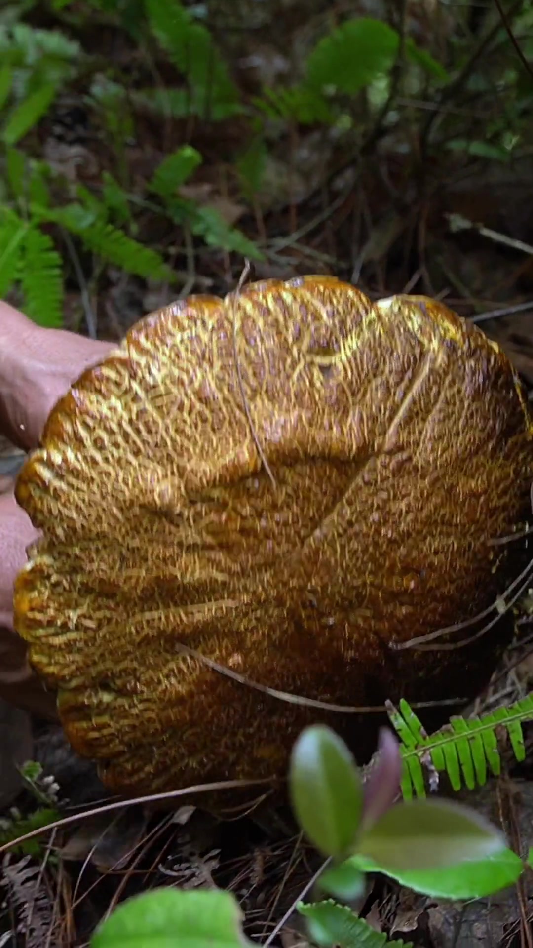 雨后爸爸出门捡到了盆子大的菌子 我们这里叫"大脚菌"