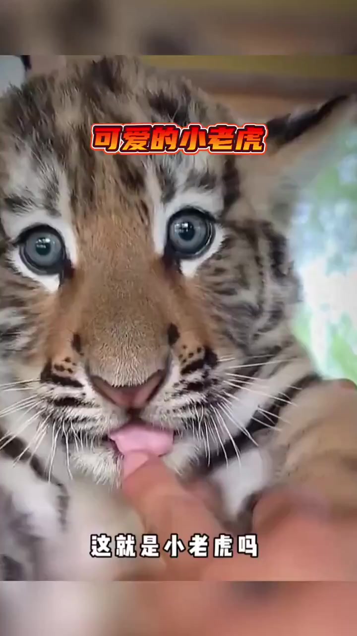 可爱的小老虎